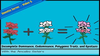 Incomplete Dominance Codominance Polygenic Traits and Epistasis [upl. by Ahsinuq]