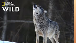 Wolves 101  Nat Geo Wild [upl. by Analise]