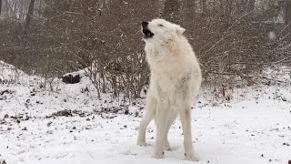 Arctic Wolf Atka Howls in the Snow [upl. by Trilbee]