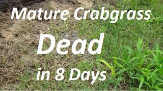 How to Kill Mature Crabgrass in 8 Days  Post Emergent Herbicide [upl. by Aschim]