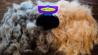 FURMINATOR review  Cat Grooming  Does it work [upl. by Gunthar68]