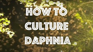 How To Culture Daphnia Magna [upl. by Bibby]