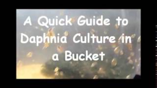 How to culture daphnia outside [upl. by Gerger136]