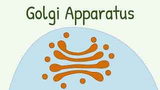 Golgi Apparatus [upl. by Edijabab672]