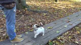 Jack Russell Terrier basic obedience training [upl. by Ecnarrot210]