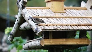 🐦 Vögel füttern im Winter ❄️ Expertentipps zur Vogelfütterung amp Winterfutter 🍽️ [upl. by Cyprus]