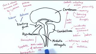 A2 Biology  The brain OCR A Chapter 137 [upl. by Llertnor]