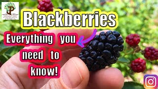 BLACKBERRIES Everything You Need To Know [upl. by Ricky]