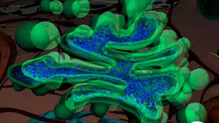 Golgi Apparatus  Structure and function of Golgi body  3D animation  in English [upl. by Gone785]