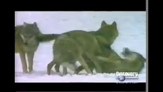 Wolves Mating  The Lock  Discovery Channel Documentary [upl. by Ziagos]