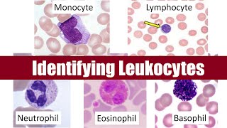 Identifying Leukocytes [upl. by Naig]