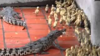 Crocodiles eats live baby ducks [upl. by Aciraa]