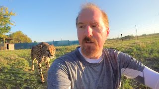 Turning Your Back To Leopards amp Cheetahs  BIG CATS Show Their Predatory Nature Part 2 [upl. by Obediah]