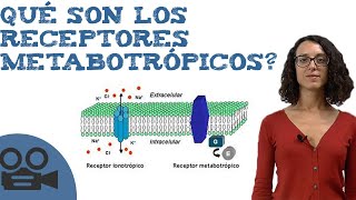 Qué son los receptores metabotrópicos [upl. by Slayton]