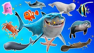 Learn Sea Animals Names And Sounds  Real Sea Animals For Kids [upl. by Ttik]