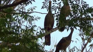 NATURE SINGERS CHACO CHACHALACA sounds ORTALIS CANICOLLIS ARACUÃDOPANTANAL Wild birds free [upl. by Dasteel315]