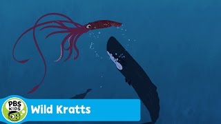 WILD KRATTS  Sperm Whale Vs Giant Squid  PBS KIDS [upl. by Moriah]