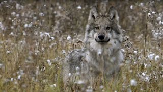 How Wolves Outsmart Buffalo During Hunting  BBC Earth [upl. by Eliathas]