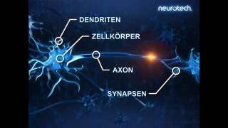 Grundlagen 2 Neurone neurotech [upl. by Aiciles]