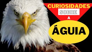 Curiosidades sobre a Águia [upl. by Drusilla]