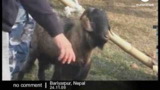 Animal sacrifice festival in Nepal [upl. by Hedy]