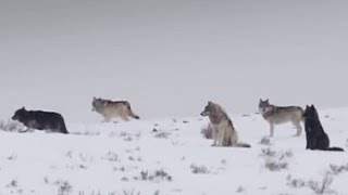 These Wolves Are Hungry for Elk  BBC Earth [upl. by Herson59]