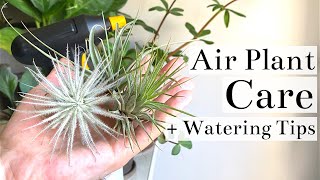 Air Plant Tillandsia Care  Watering Tips [upl. by Uchish922]