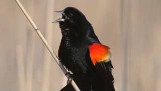 How Nature Works Redwinged Blackbird Display [upl. by Armalda]