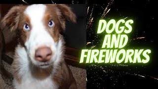 Help Your Dog Get Over Fear of Fireworks  Desensitize Your Dog to Scary Noise [upl. by Petula]