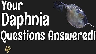 Daphnia Questions Answered [upl. by Iclek]