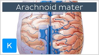 Arachnoid Mater Brain Layer  Human Anatomy  Kenhub [upl. by Trilbi]