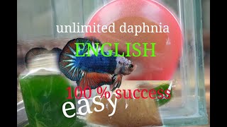 daphnia moina culture Easy way Unlimited production English  with sub Green water Chlorella [upl. by Reinar]