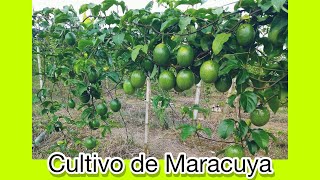 El Cultivo de MaracuyaPaso a Paso [upl. by Jacynth]