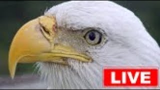 Southwest Florida Eagle Cam [upl. by Renwick]