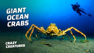 The Giant Japanese Spider Crab [upl. by Euphemie]