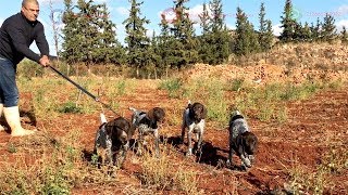 Dressage Chien de Chasse Braque Allemand  Elevage Meknes [upl. by Alleuol796]