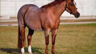 American Quarter Horse Stallions [upl. by Persson]