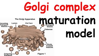 Golgi complex structure and function  Golgi apparatus structure [upl. by Klimesh]