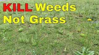 How to KILL WEEDS in Your Lawn WITHOUT KILLING the GRASS [upl. by Niobe]