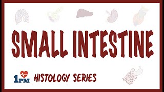 Small Intestine Histology [upl. by Maria505]