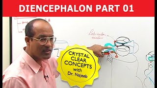 Diencephalon  Neuroanatomy  Part 12 [upl. by Elleiad]