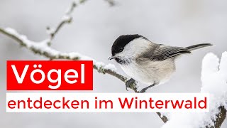 Waldvögel im Schnee  Meisen Finken Drosseln und mehr [upl. by Nedrah873]