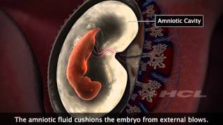 HCL Learning  Embryonic Development in Humans [upl. by Eimmelc140]