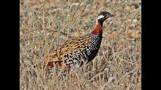 Black Francolin  Francolinus francolinus  Φραγκολίνα  Cyprus [upl. by Banwell226]