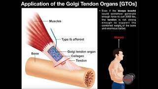 Function of Golgi Tendon Organs GTOs in Movement amp Exercise [upl. by Marilee]