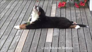 Bouvier Bernois  3 mois et 3 semaines  Bernese Mountain Dog [upl. by Nirroc725]