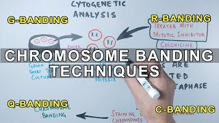 Chromosome Banding Techniques [upl. by Elttil]