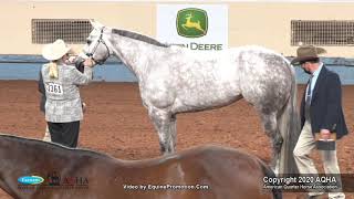 2020 AQHA Select Performance Halter Mares [upl. by Ahtan378]