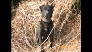 Patterdale Terriers Hunting in ireland [upl. by Etheline599]