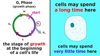 Growth Delay Diagnosis amp Management– Pediatric Endocrinology  Lecturio [upl. by Remled]